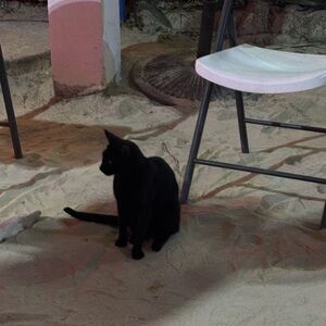 Meet your Posher, Raven